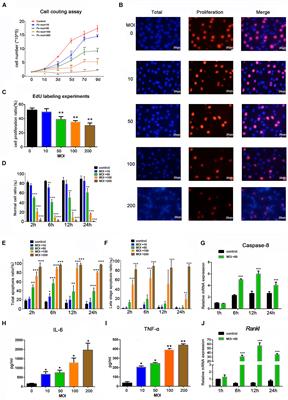 The Pathogenic Effects of Fusobacterium nucleatum on the Proliferation, Osteogenic Differentiation, and Transcriptome of Osteoblasts